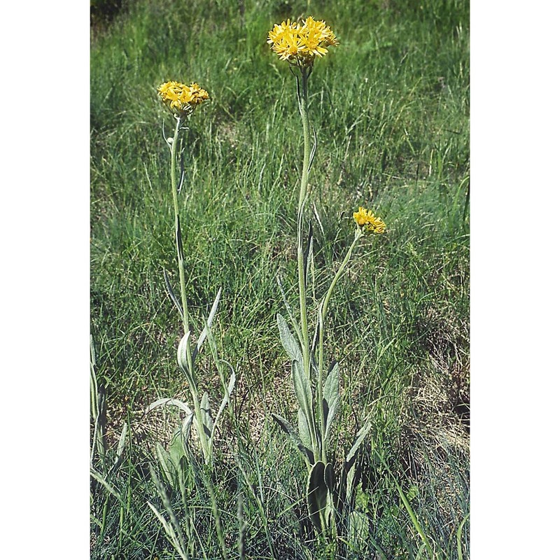 tephroseris integrifolia (l.) holub