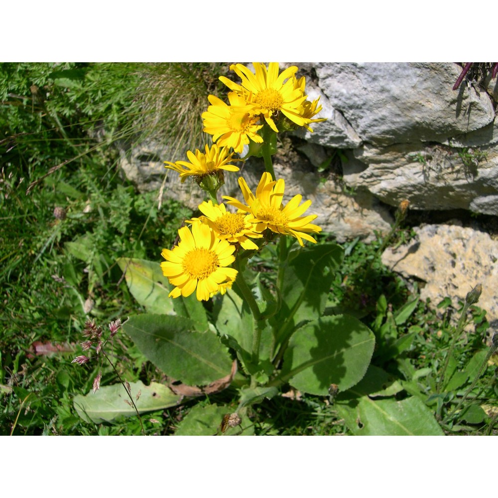tephroseris integrifolia (l.) holub