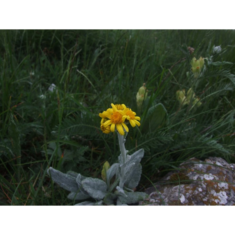 tephroseris integrifolia (l.) holub