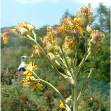 tephroseris italica holub