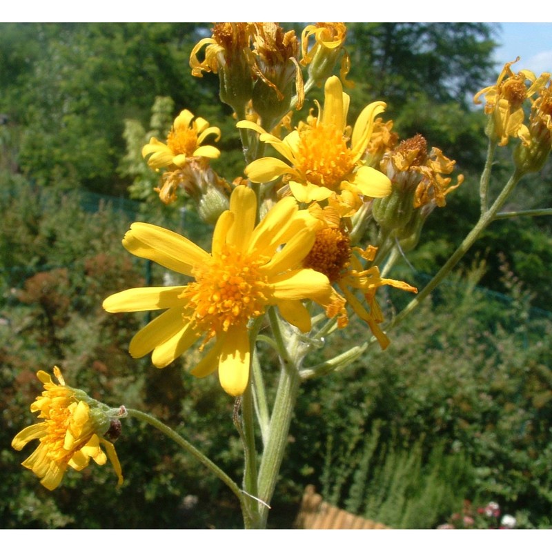 tephroseris italica holub