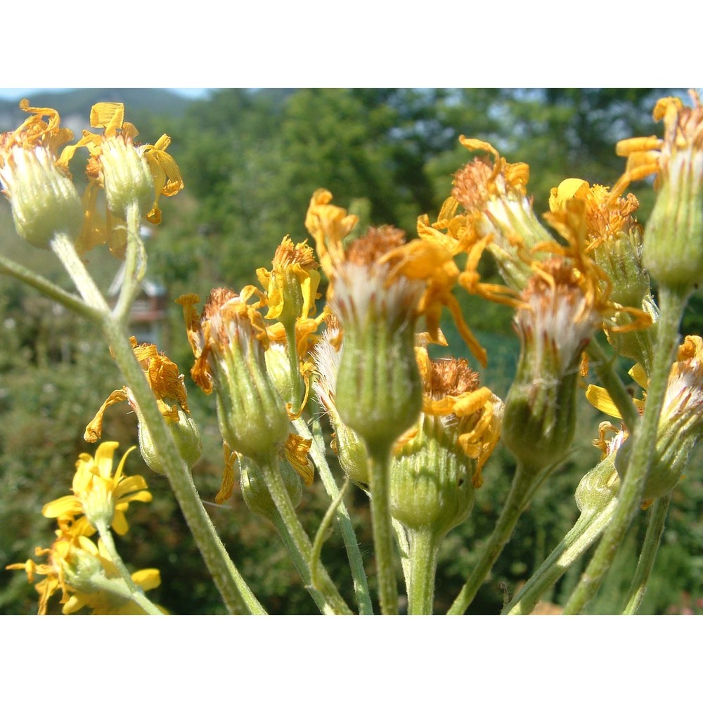 tephroseris italica holub