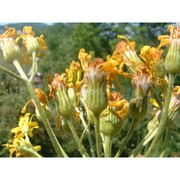 tephroseris italica holub