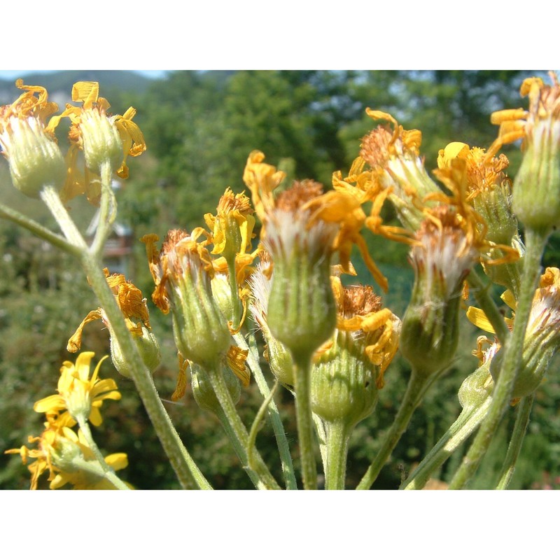 tephroseris italica holub