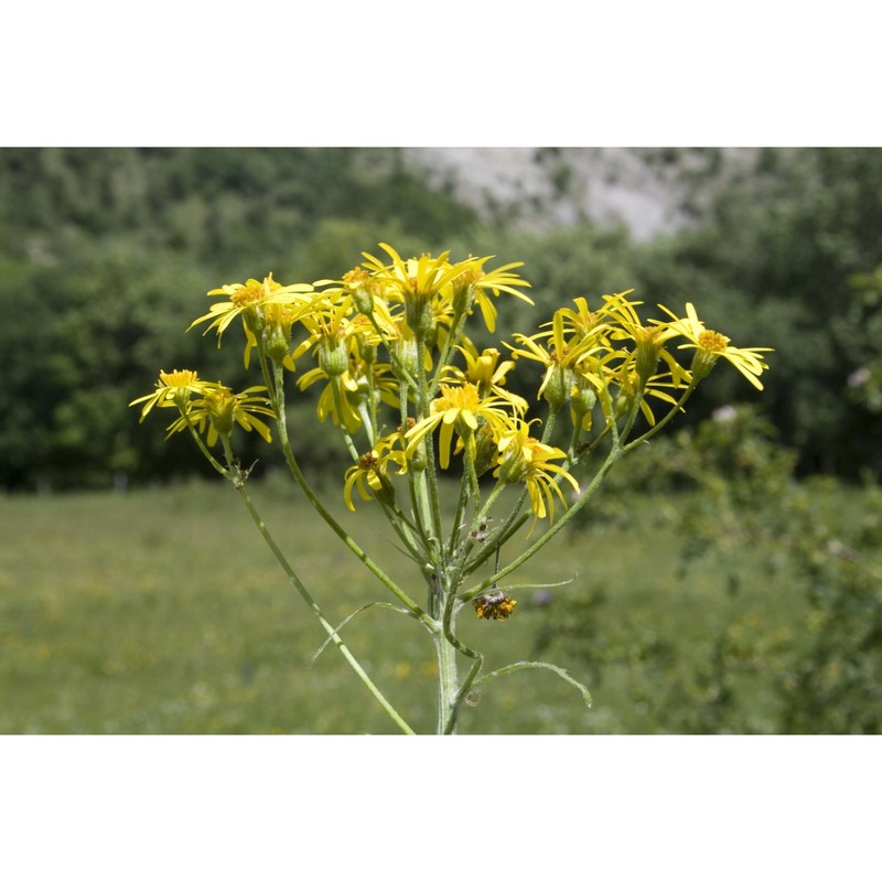 tephroseris italica holub