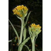 tephroseris tenuifolia (gaudin) holub