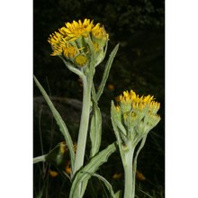 tephroseris tenuifolia (gaudin) holub
