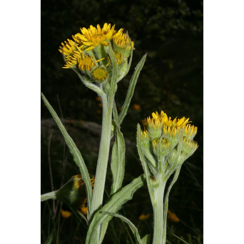 tephroseris tenuifolia (gaudin) holub