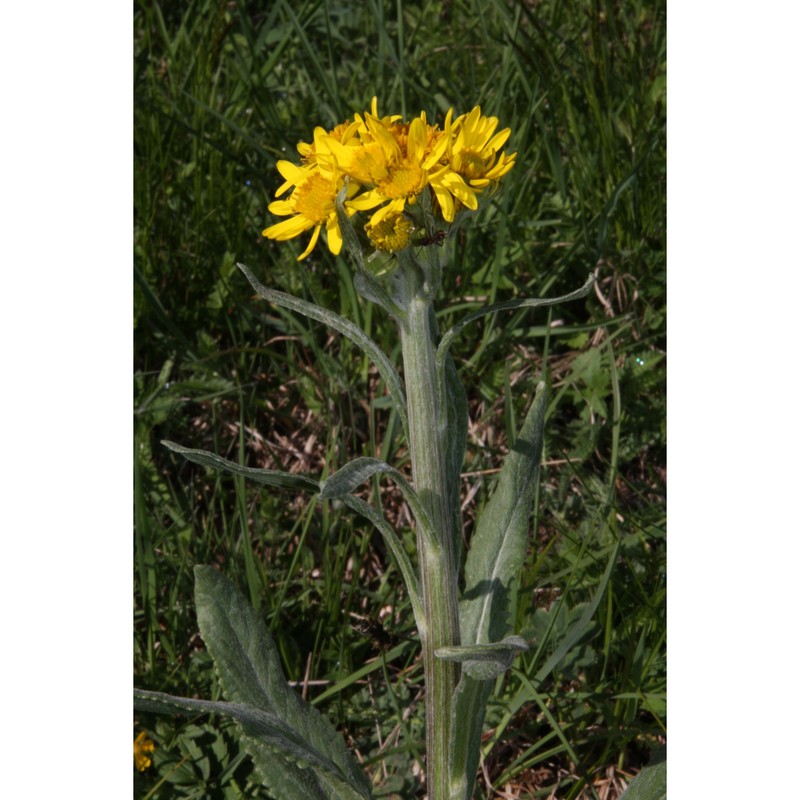 tephroseris tenuifolia (gaudin) holub