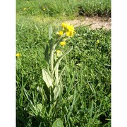 tephroseris tenuifolia (gaudin) holub