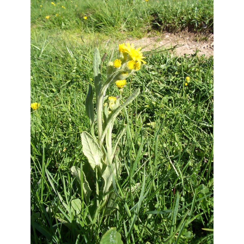 tephroseris tenuifolia (gaudin) holub