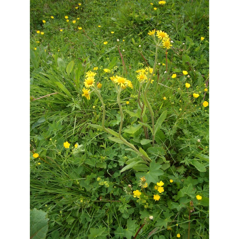tephroseris tenuifolia (gaudin) holub