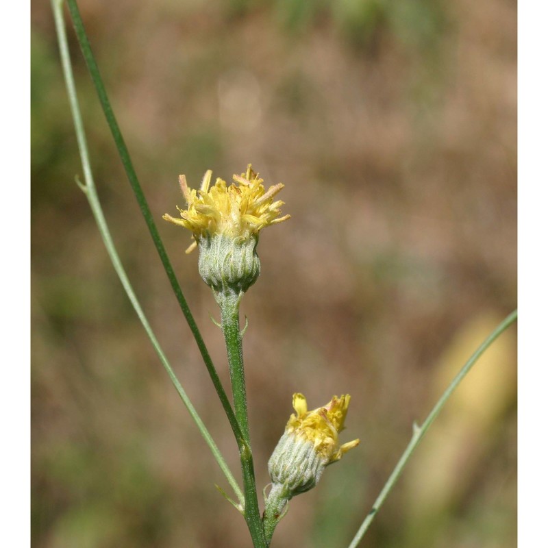 tolpis virgata (desf.) bertol.