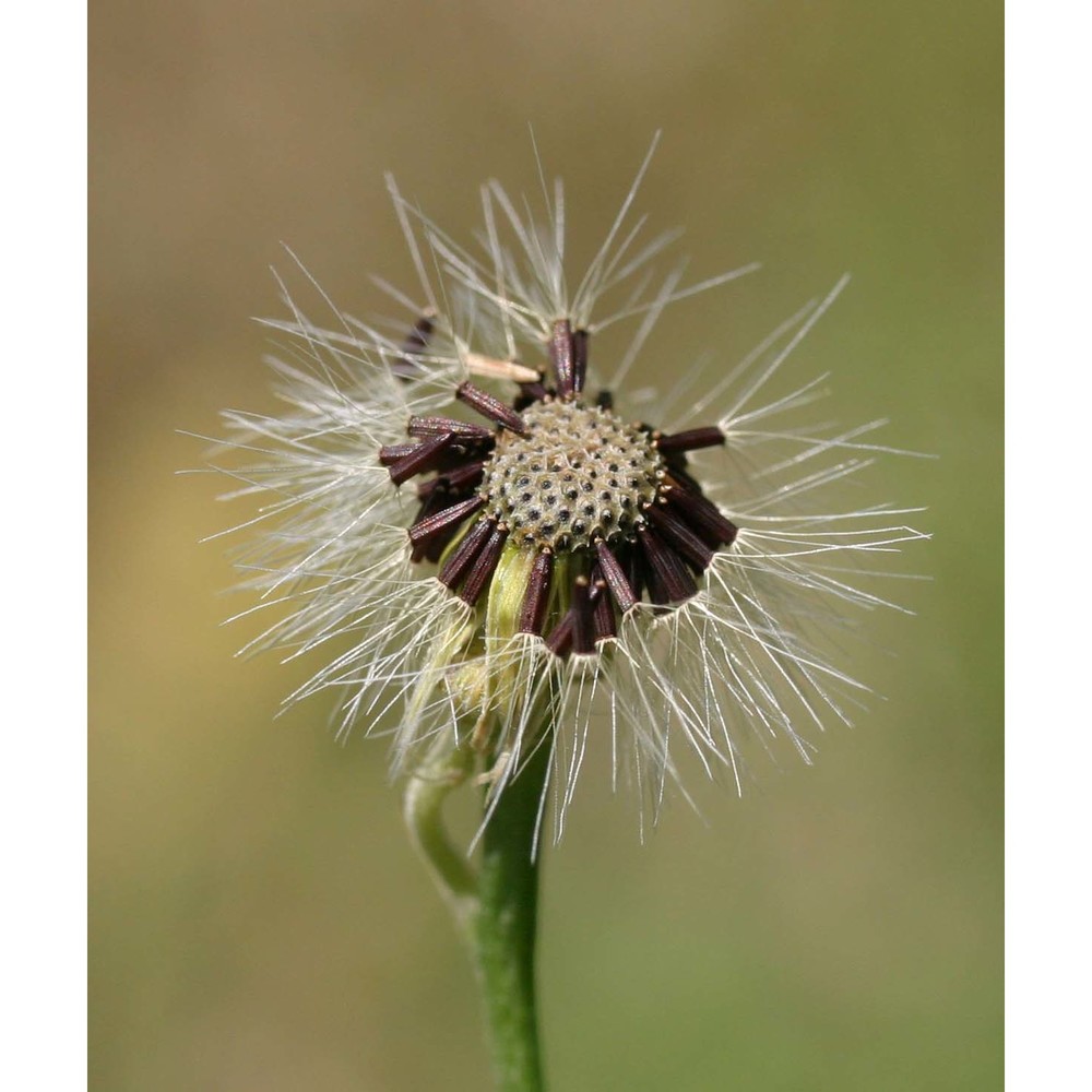 tolpis virgata (desf.) bertol.