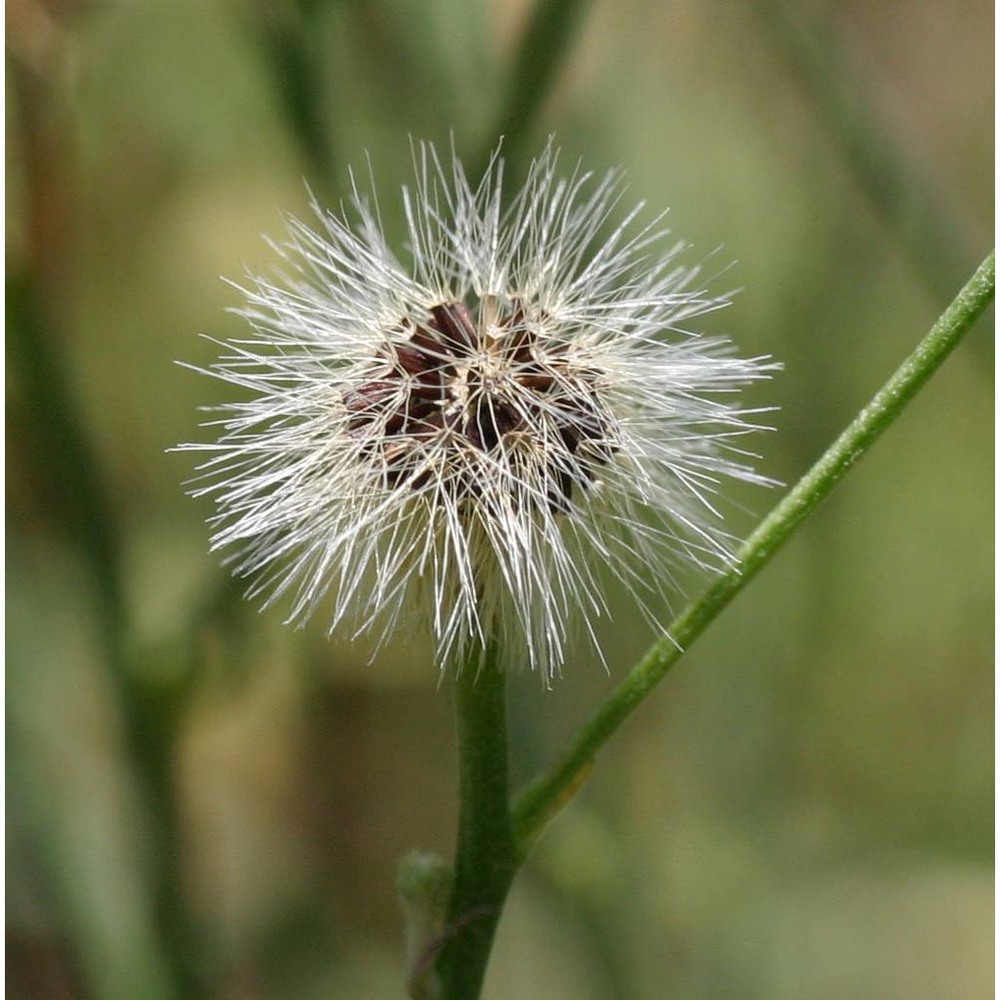 tolpis virgata (desf.) bertol.