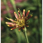 tragopogon crocifolius l.