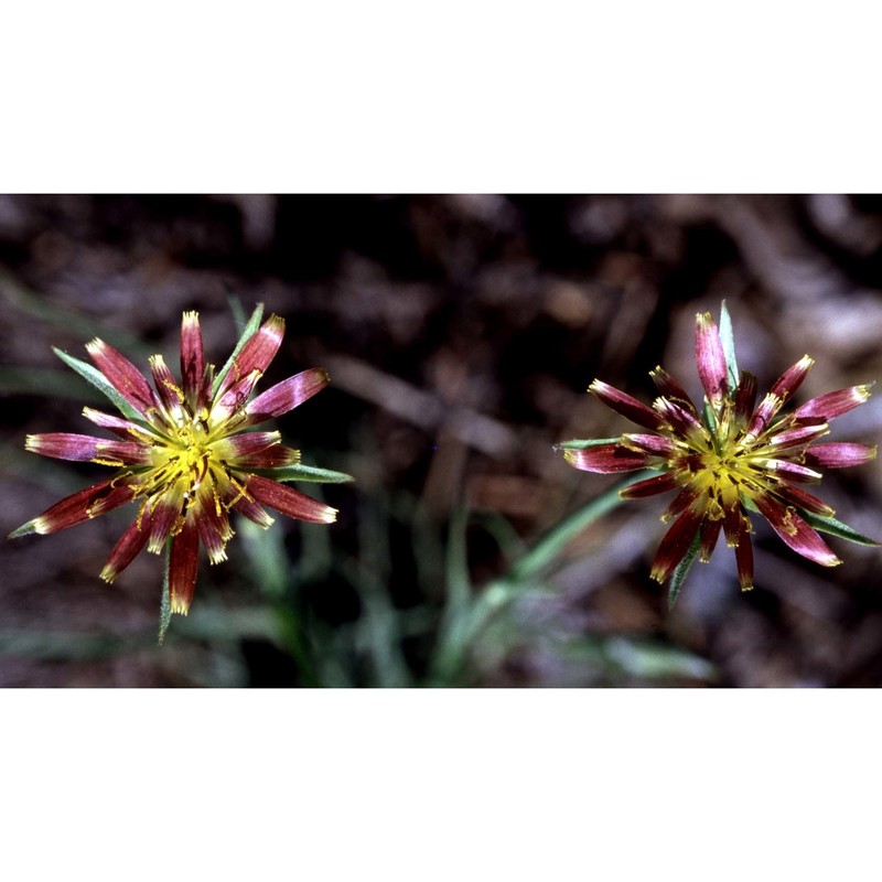 tragopogon crocifolius l.