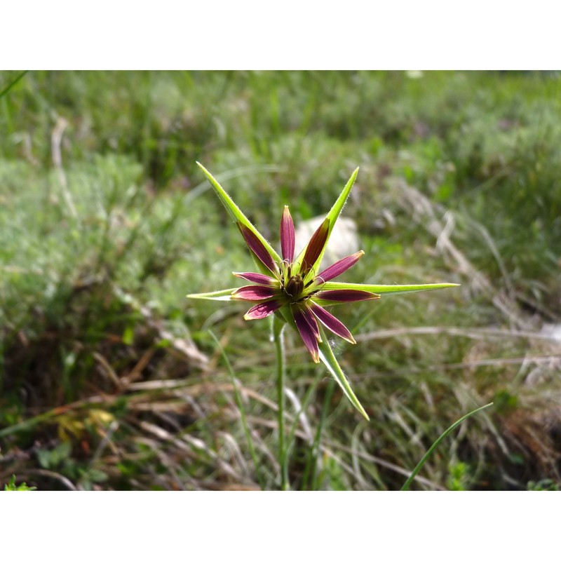 tragopogon crocifolius l.