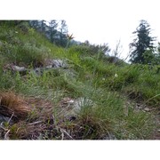 tragopogon crocifolius l.