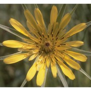 tragopogon dubius scop.