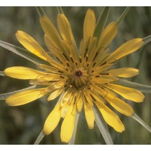 tragopogon dubius scop.