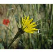 tragopogon dubius scop.