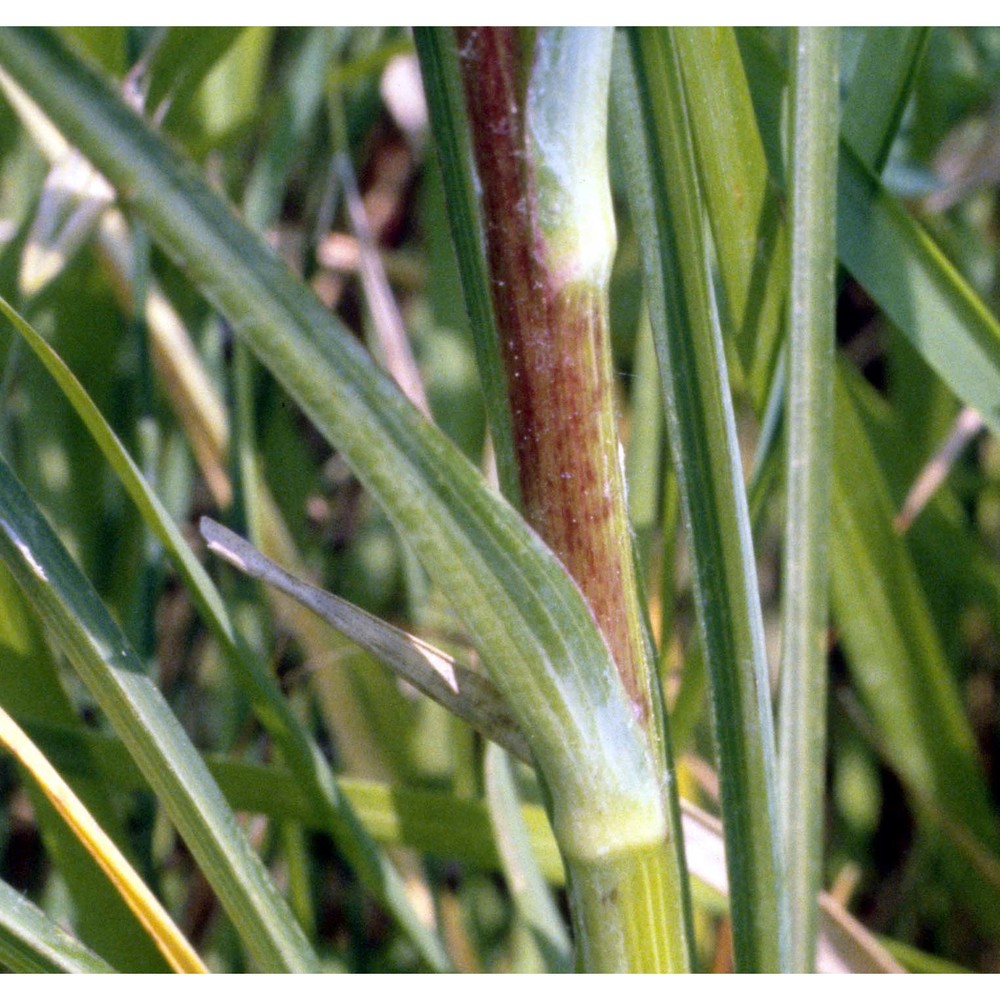 tragopogon dubius scop.