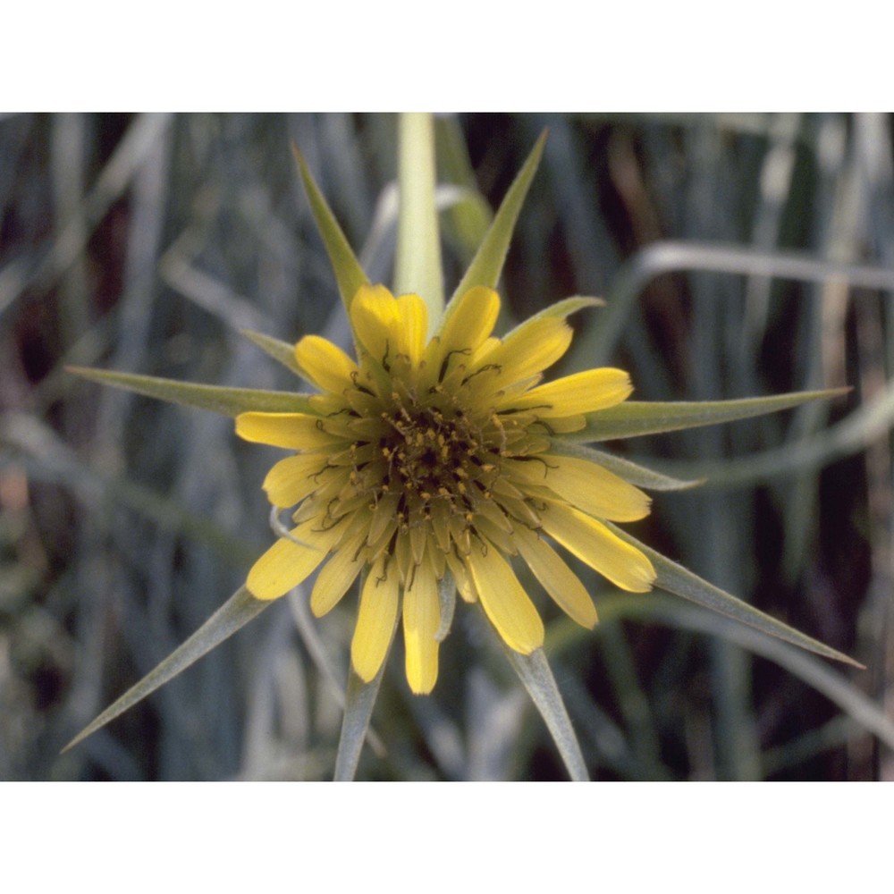 tragopogon dubius scop.