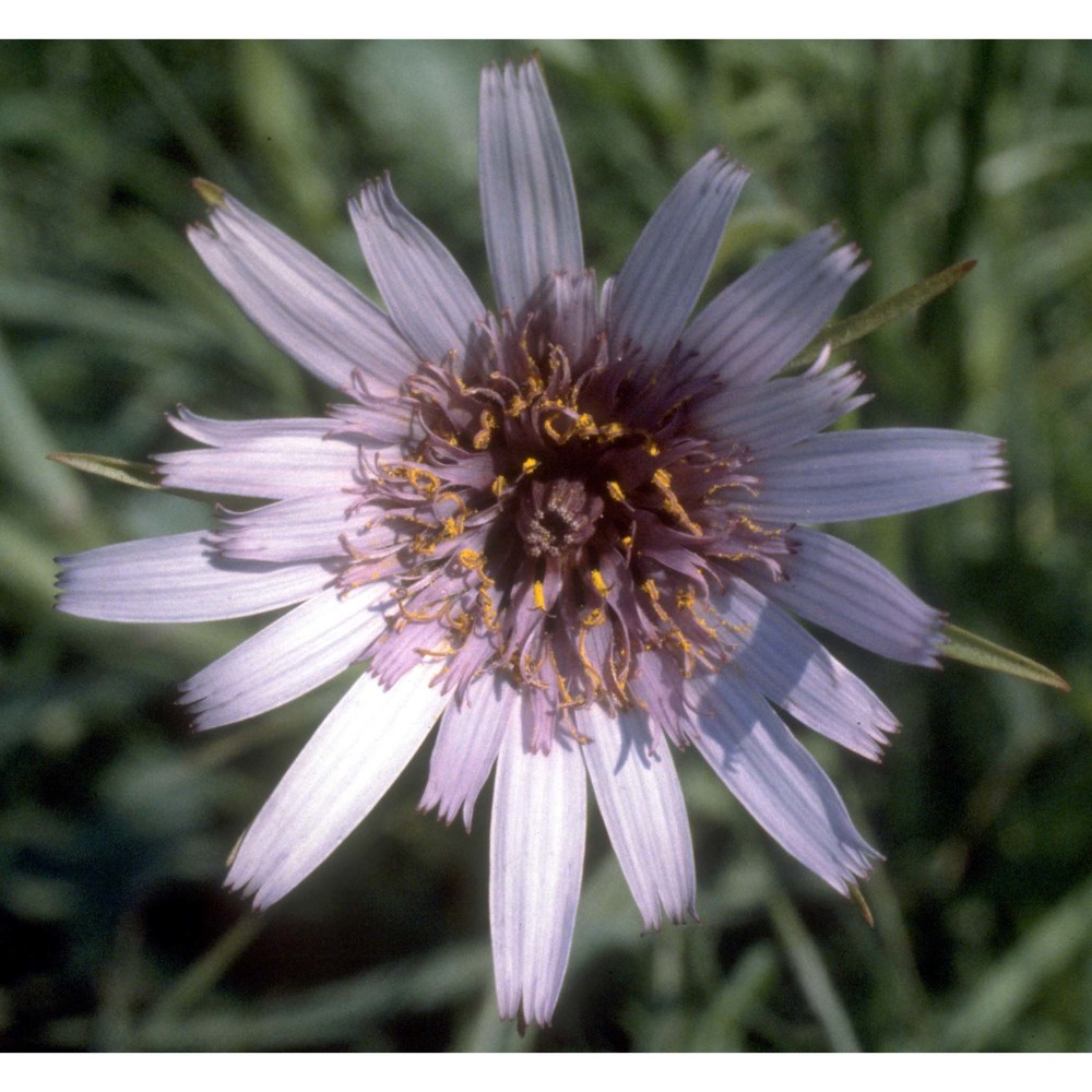 tragopogon porrifolius l.