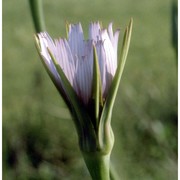 tragopogon porrifolius l.