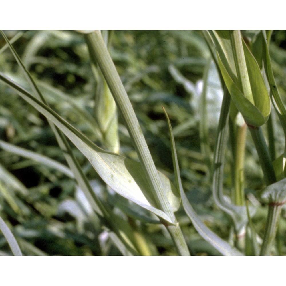 tragopogon porrifolius l.