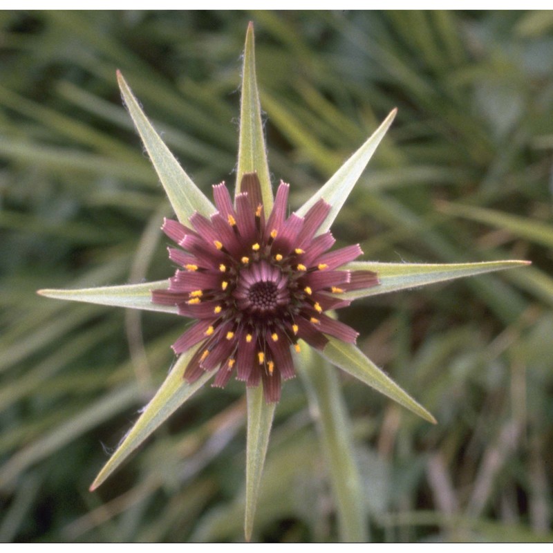 tragopogon porrifolius l.