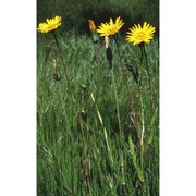 tragopogon pratensis l.