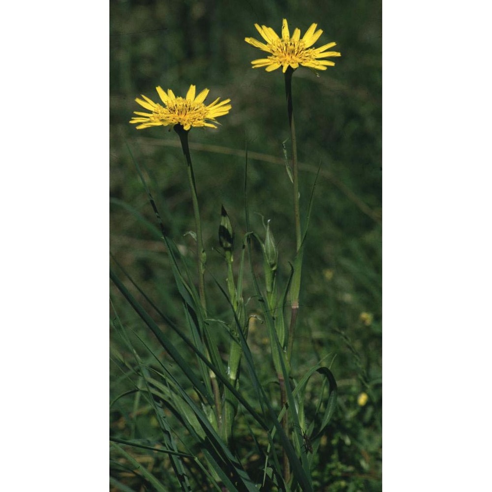 tragopogon pratensis l.