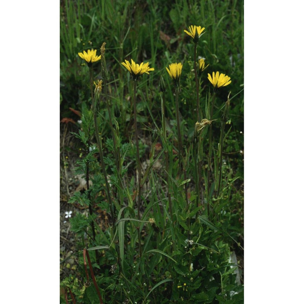 tragopogon pratensis l.