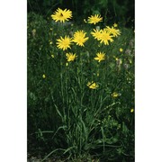 tragopogon pratensis l.