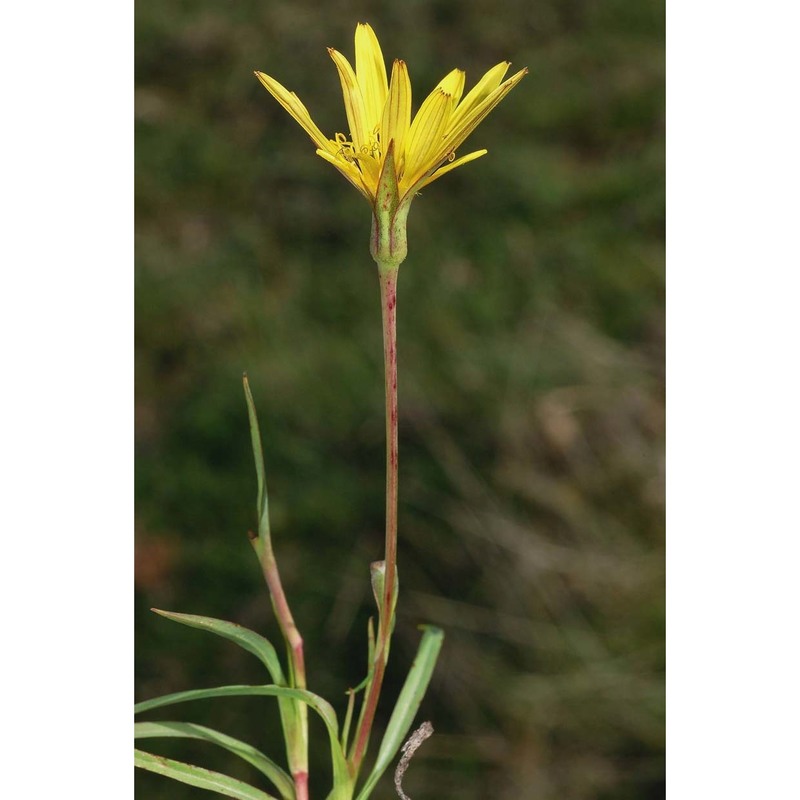 tragopogon samaritani heldr. et sart. ex boiss.