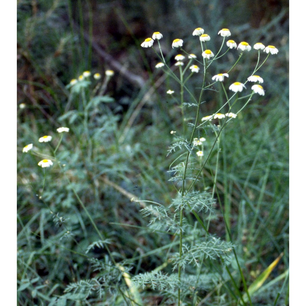 tripleurospermum inodorum (l.) sch. bip.