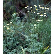 tripleurospermum inodorum (l.) sch. bip.