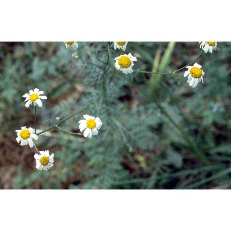 tripleurospermum inodorum (l.) sch. bip.