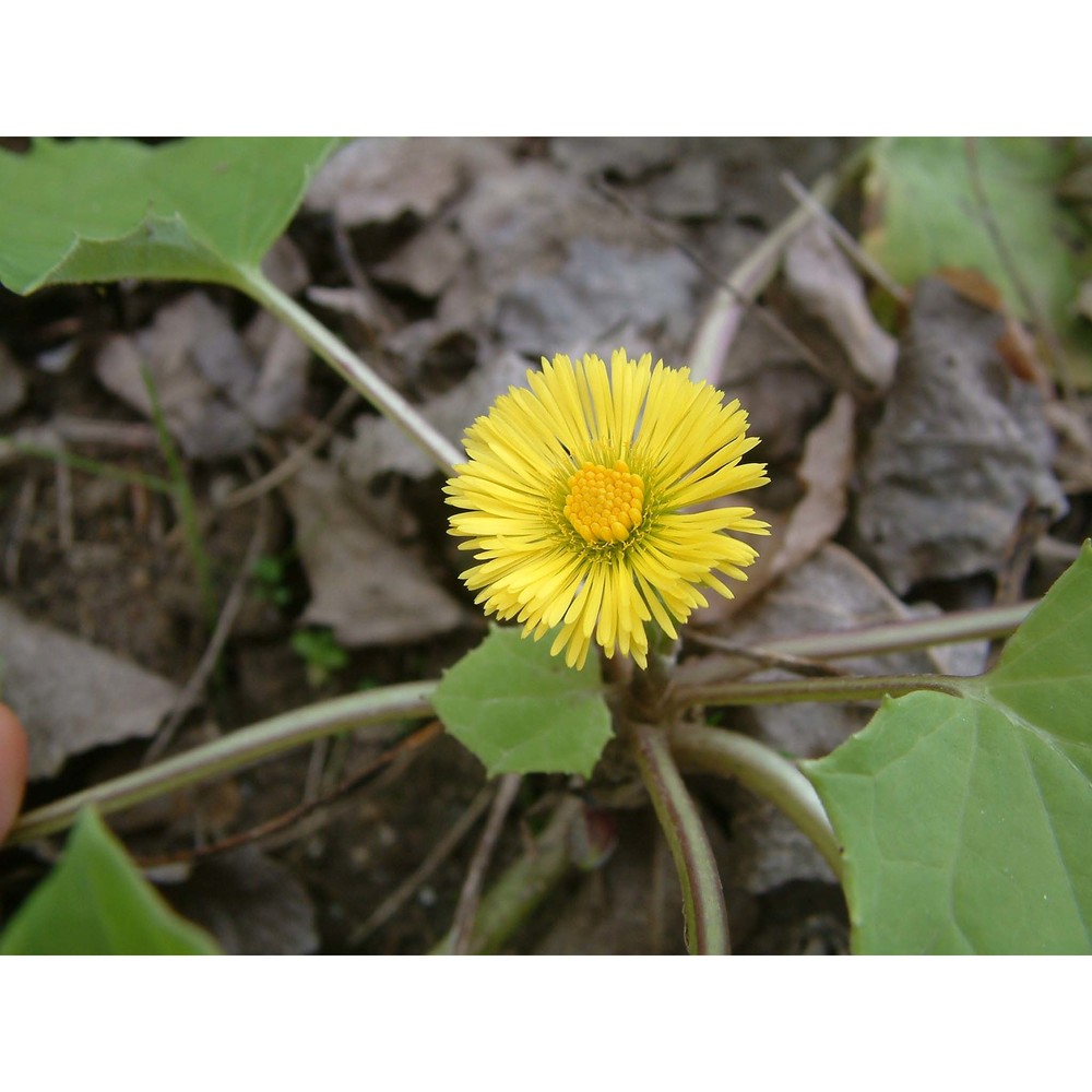 tussilago farfara l.