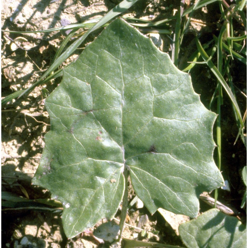 tussilago farfara l.