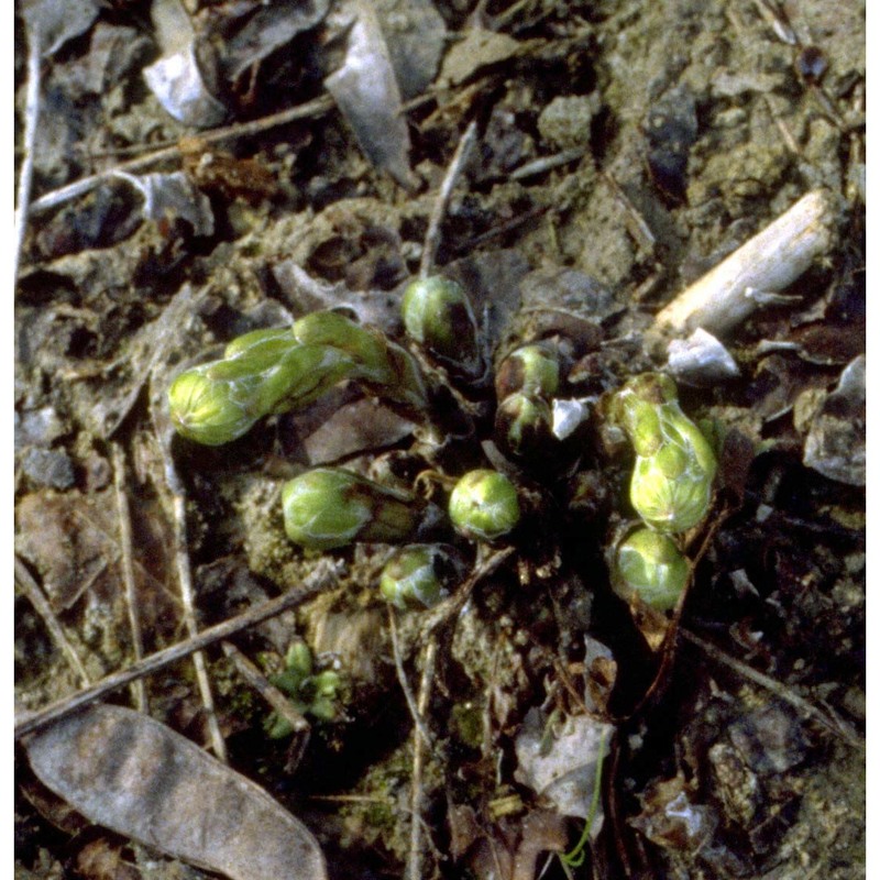 tussilago farfara l.