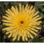 urospermum dalechampii (l.) f. w. schmidt