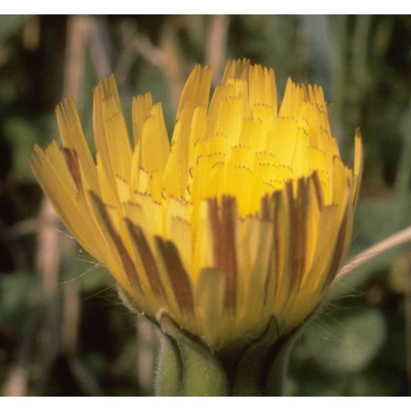 urospermum dalechampii (l.) f. w. schmidt