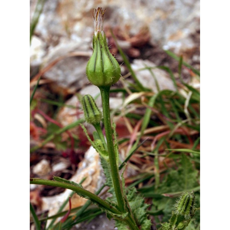 urospermum picroides (l.) f. w. schmidt