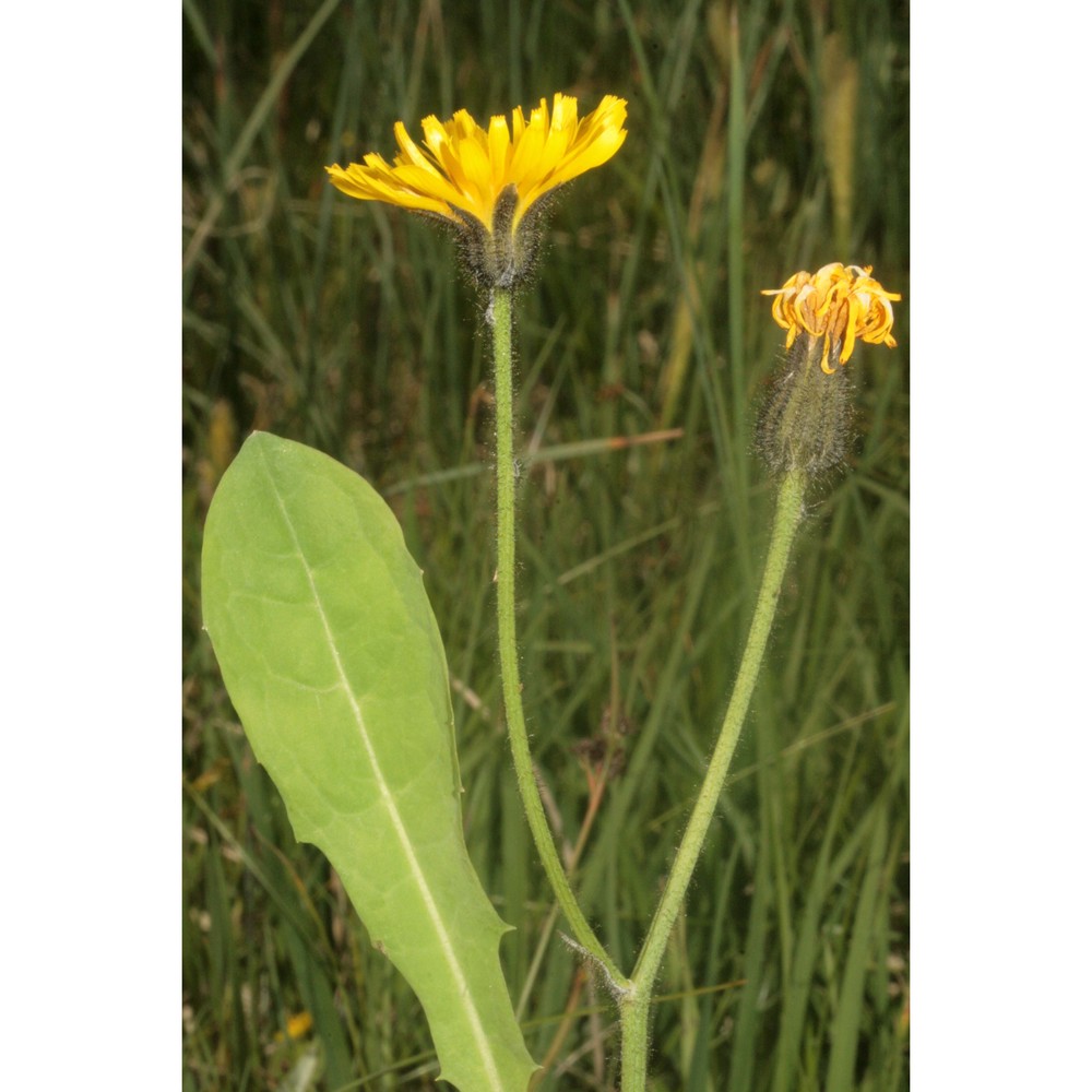 willemetia stipitata (jacq.) dalla torre subsp. stipitata