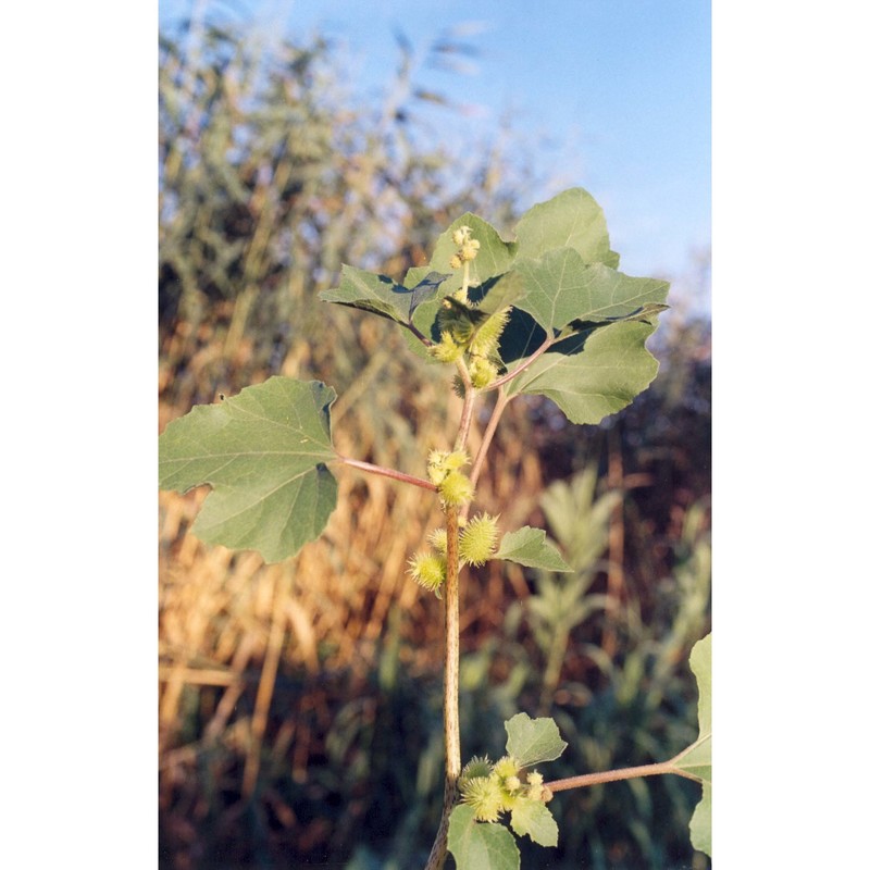 xanthium orientale l.