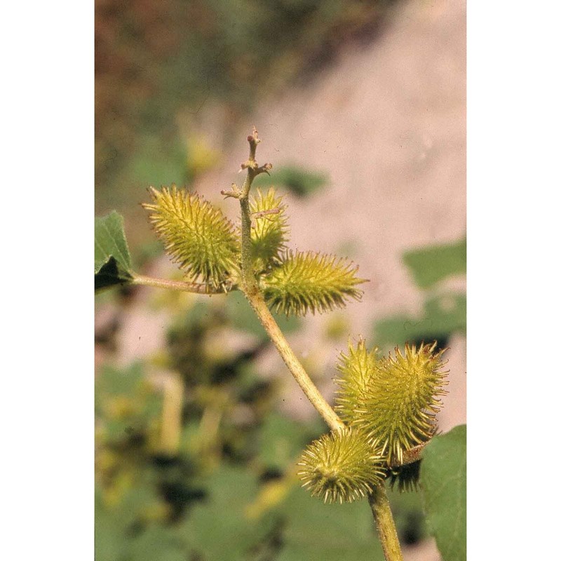 xanthium orientale l.