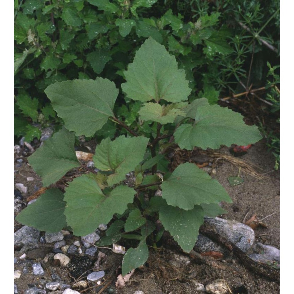 xanthium orientale l.